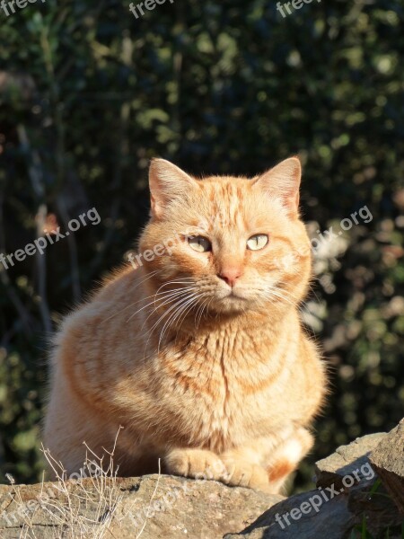 Cat Feline Blond Pet Look