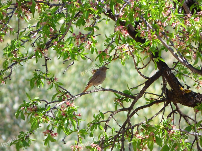 Black Redstart Almond Tree Outbreaks Branches Smoked Cotxa