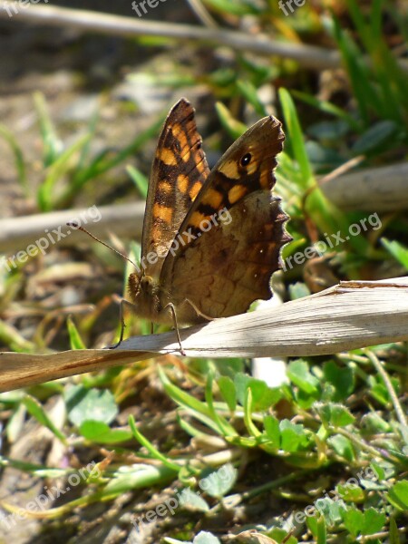 Butterfly Saltacercas Orange Butterfly Margenera Lasiommata Megera Free Photos