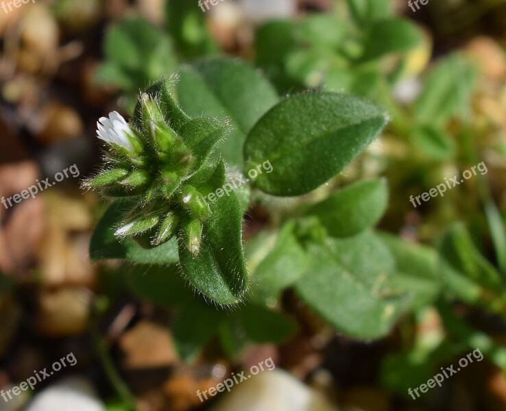 Flower Bud Common Chickweed Flower Blossom Bloom