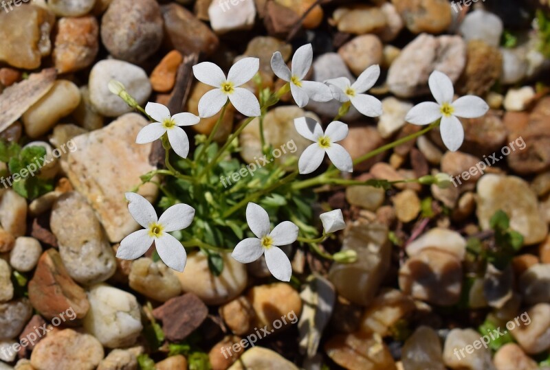 White Bluet Bluet Spring Wildflower Blue