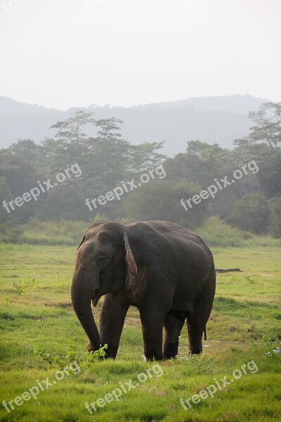 Elephant Indian Elephant Sri Lanka Safari Pachyderm