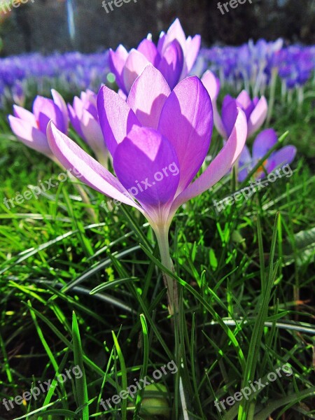 Crocus Lilac Petals Sunlight Spring