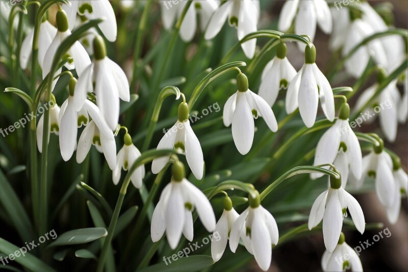 Snowdrops Cluster White Flower The Messenger Of Spring Spring