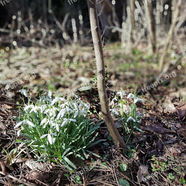 Snowdrop Spring Signs Of Spring Nature Flower