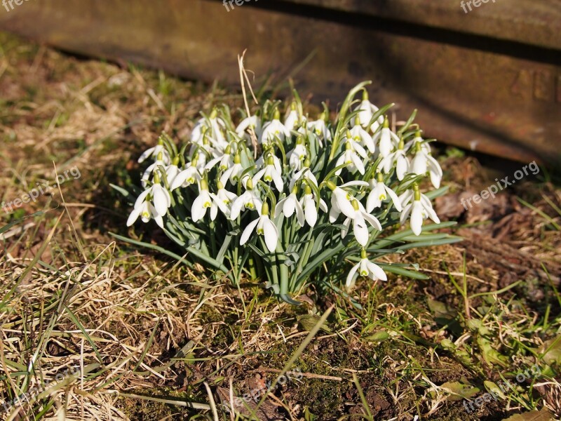 Snowdrops Flowers Snowdrop Flower White