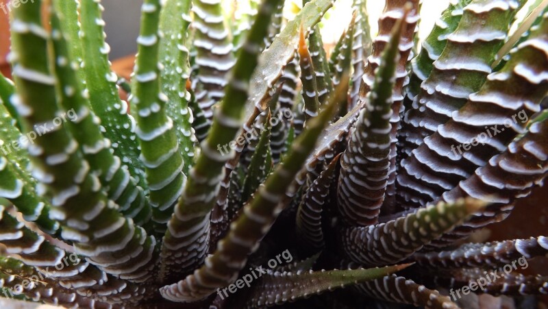 Cactus Flower Plant Nature Botanical