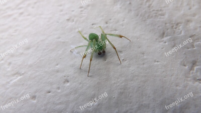 Spider Nature Green Arachnid Macro