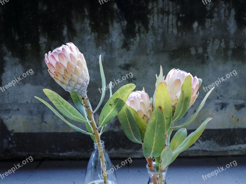 Flower Plant Green King Protea Flowering