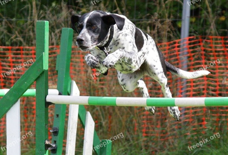 Dog Agility Jumping Training Canine