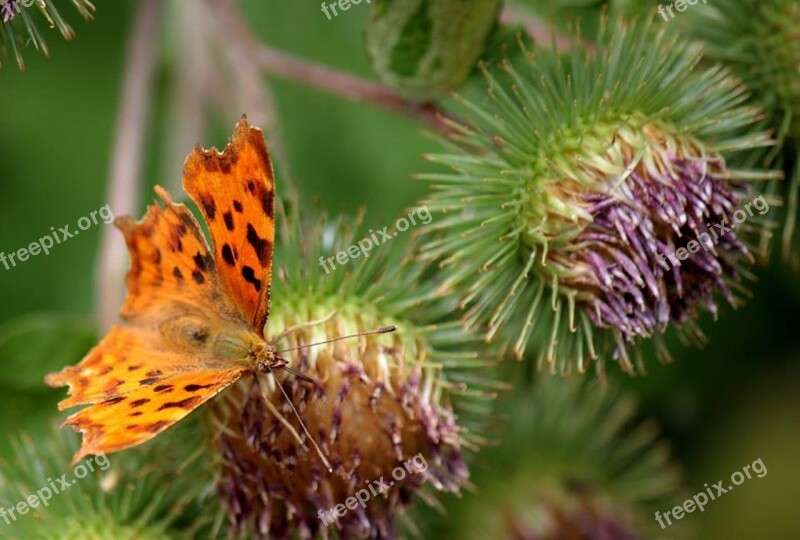 Moth Butterfly Thistle Insect Nature