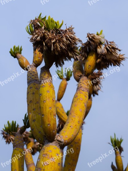 Cactus Plant Nature Exotic Cactus Park