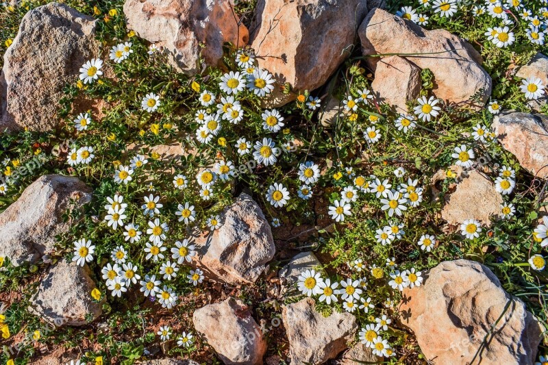 Camomile Flower Nature Plant Blossom