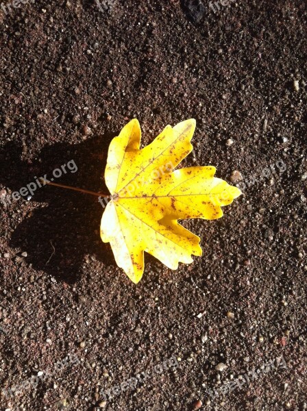 Autumn Leaf Yellow Symmetrical Bright Yellow Sheet