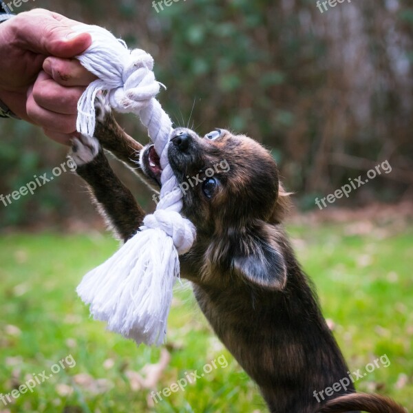 Chihuahua Bite Rope Dog Puppy