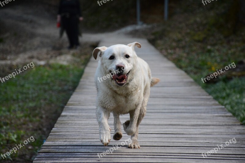 Dog Nature Labrador Happy Friend