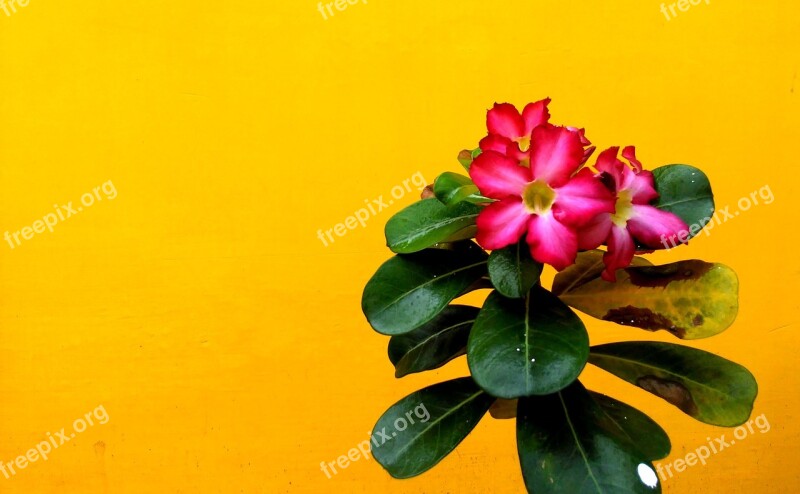 Pink Red Rose Flower Leaf