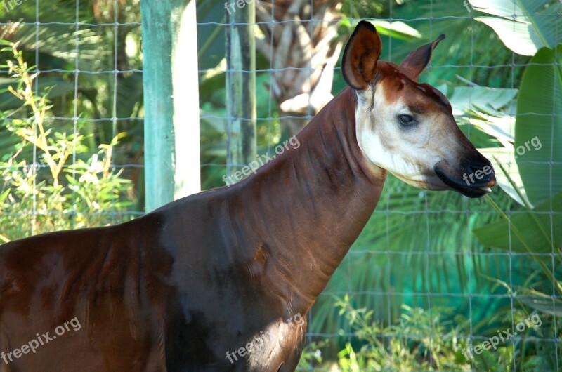 Okapi Animal Brown White Stripes