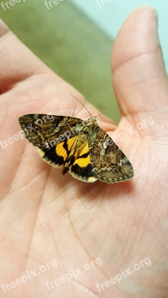 Delilah Underwing Moth Owlet Hand