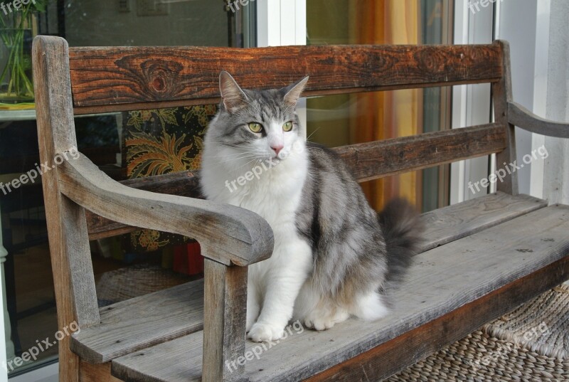 Cat Mainecoon Bank Free Photos