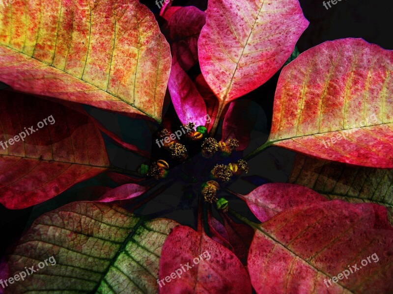 Nature Flower Light Indoor Floral