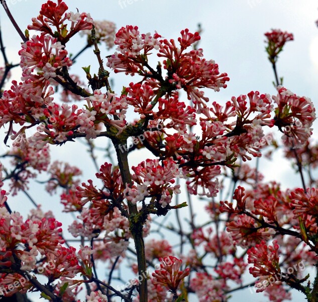 Flowers Bush Flowering Shrub Nature Spring