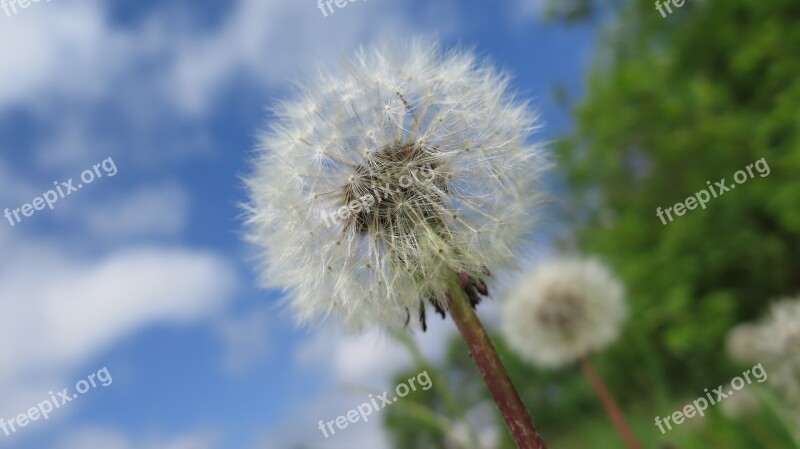 Dandelion Summer Fluffy Dandelion Macro Nature