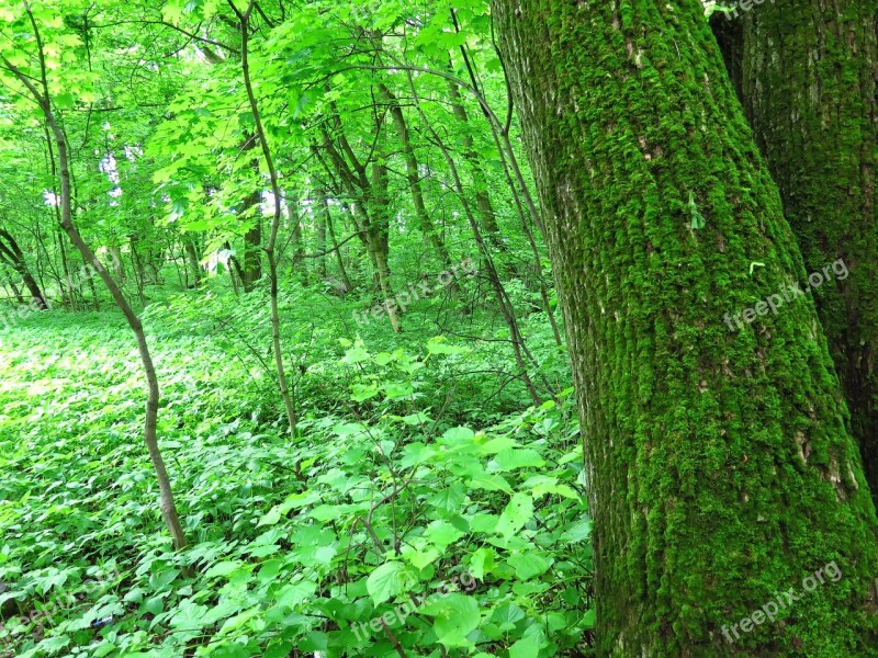 Nature Tree Trees Greens Forest