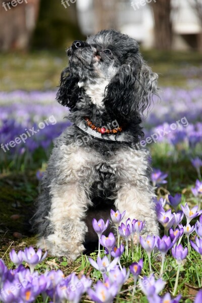 Dog Miniature Poodle Poodle Crocus Flower