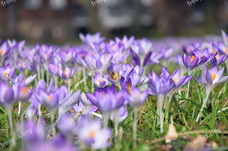 Crocus Spring Purple Flower Meadow