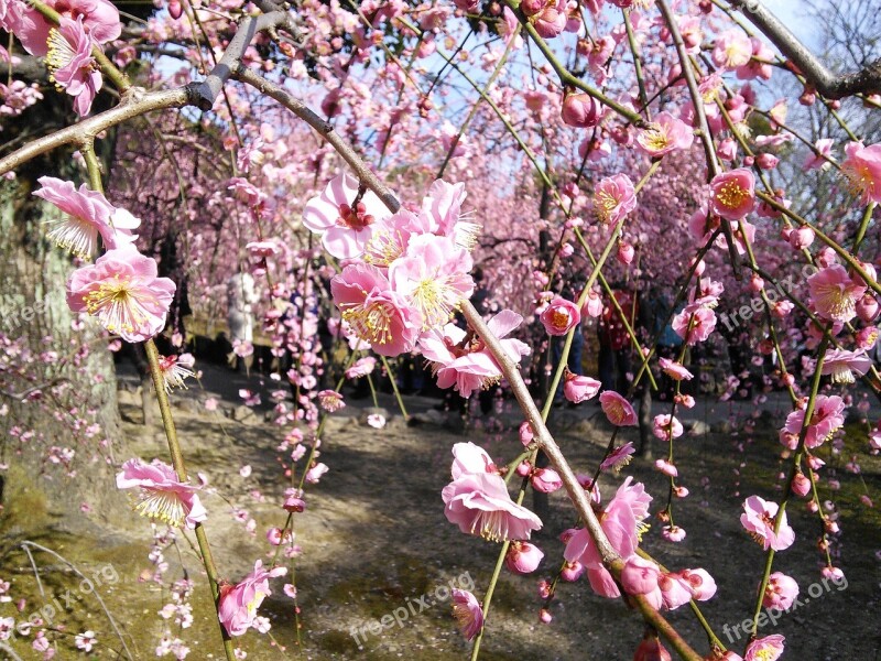 Plum Shidare Plum Trees Shrine Kanbai Plum Blossoms