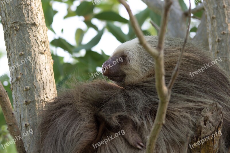 Wildlife Costa Rica Sloth Animal Free Photos