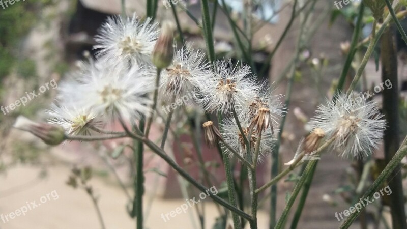 Flowers Blossoms Nice Nature Garden