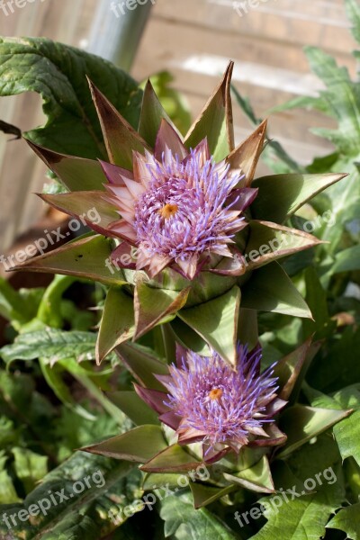 Artichoke Flower Vegetable Plant Purple