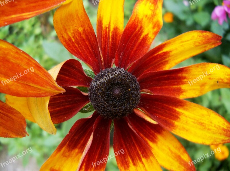 Echinacea Yellow Reddish Free Photos