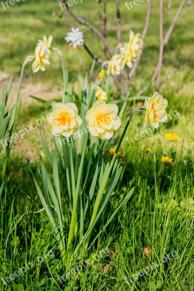 Daffodils Flowers Narcissus Yellow Spring Flower