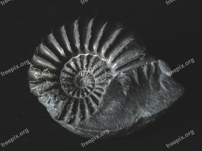 Petrification Fossil Snail Ammonit Petrified