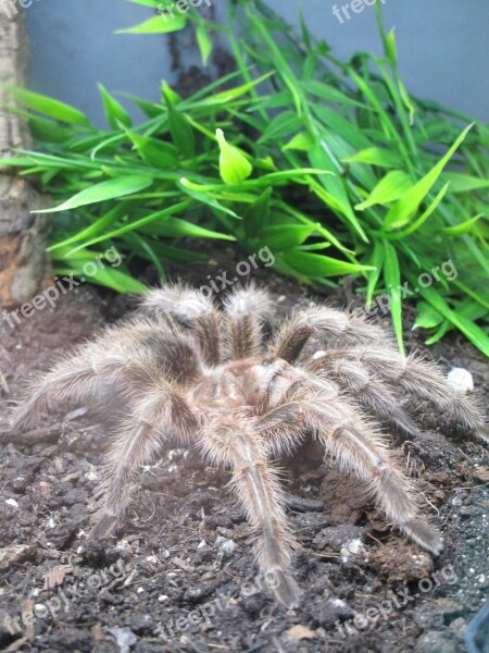 Spider Giant Spider Terrarium Free Photos