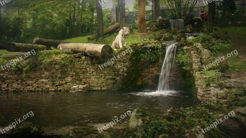 White Tiger Cascade Nature Zoo Free Photos