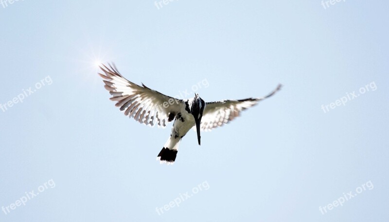 Flight Bird Kingfisher Wings Blue