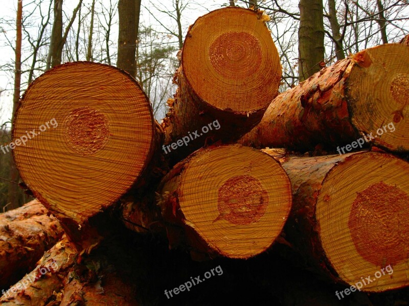 Tree Log Forest Nature Tribe