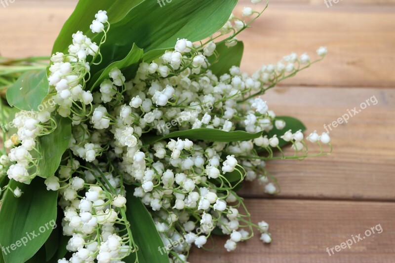 Konwalie White Spring Flowers Nature