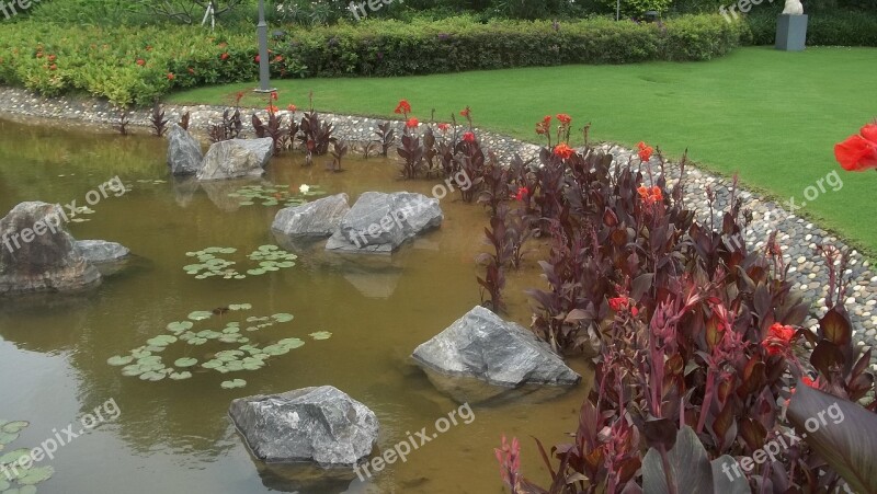 Shenzen Water Lily Goldfish Brown Red Garden