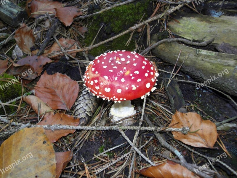 Fly Agaric Nature Forest Red Fly Agaric Mushroom Free Photos