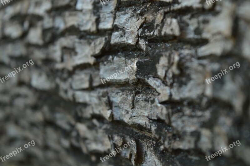 Bark Tree Plant Nature Texture