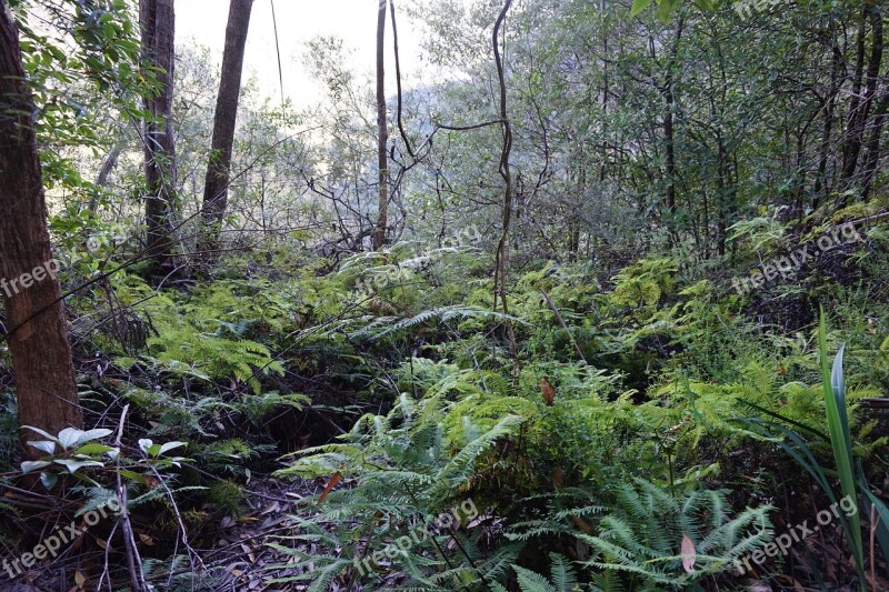 Rainforest Shrubs Outdoors Forest Nature