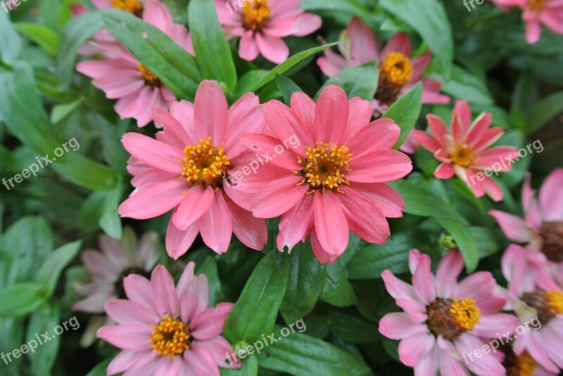 Flowers Plant Pink Pink Flower Zinnia