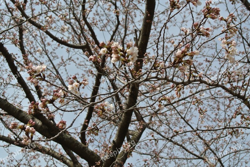 Cherry Blossoms Spring Flowers Plant Pink