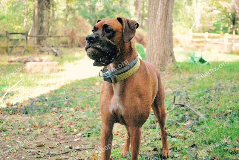 Boxers Dogs Pets Animal Dog Holding Ball