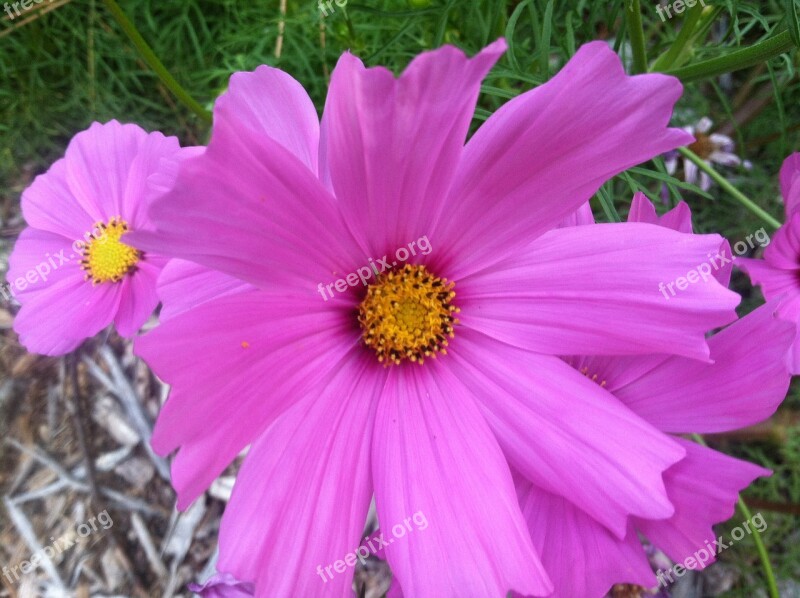 Cosmos Bipinnatus Pink Flower Close Blossom Bright